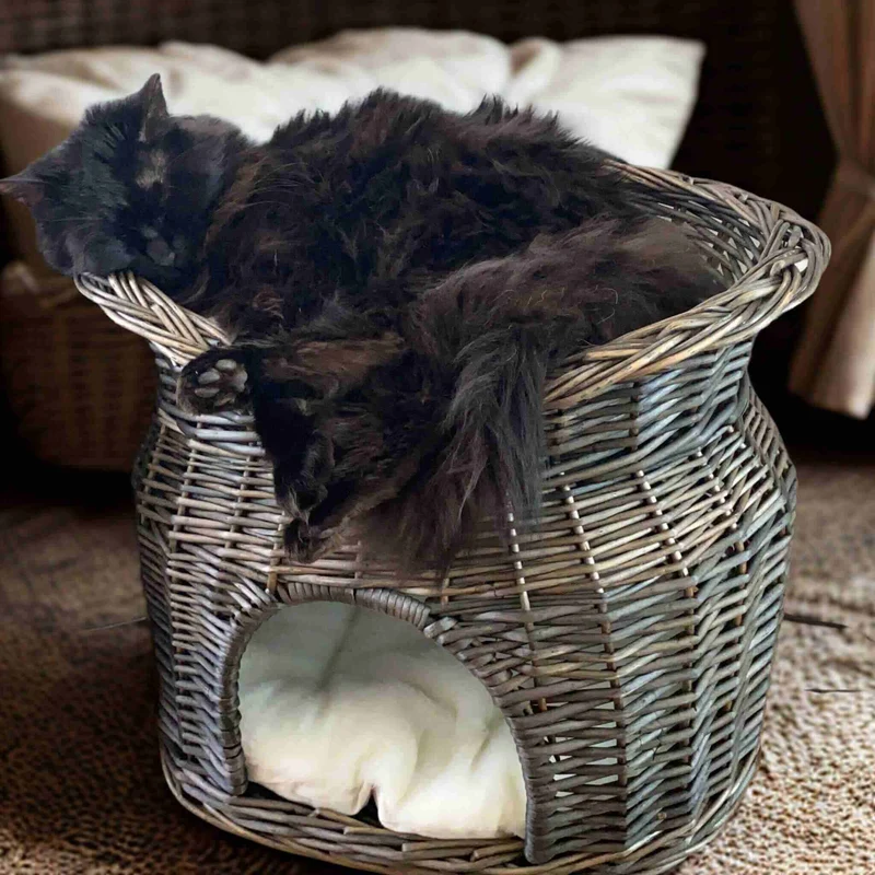 panier osier chat | Rêve en Osier