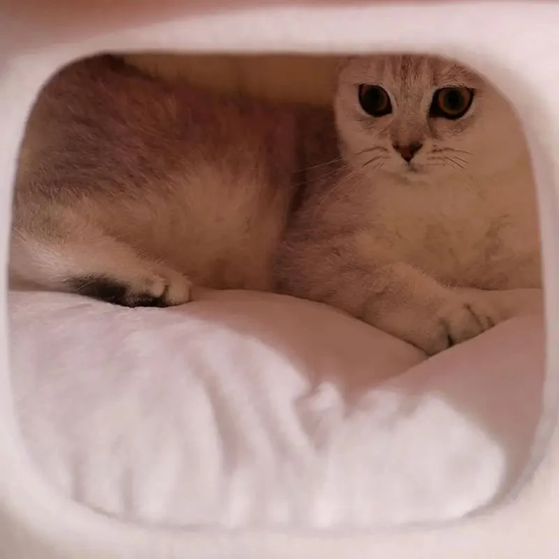 Niche pour chat intérieur Champignon