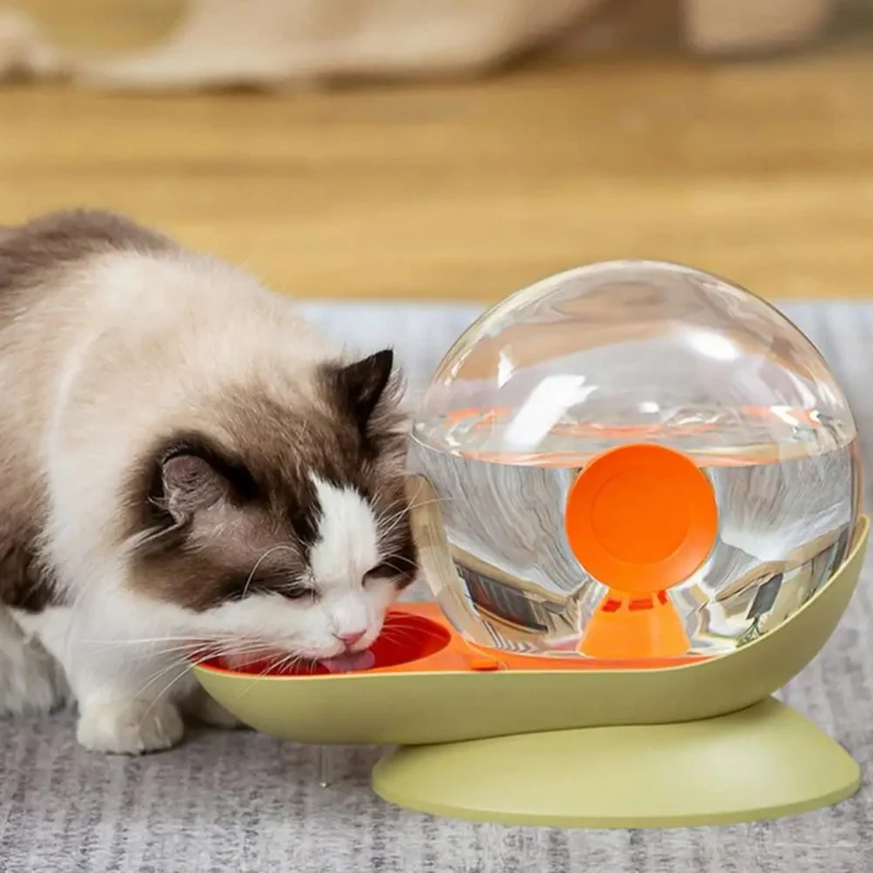 gamelle chat eau escargot