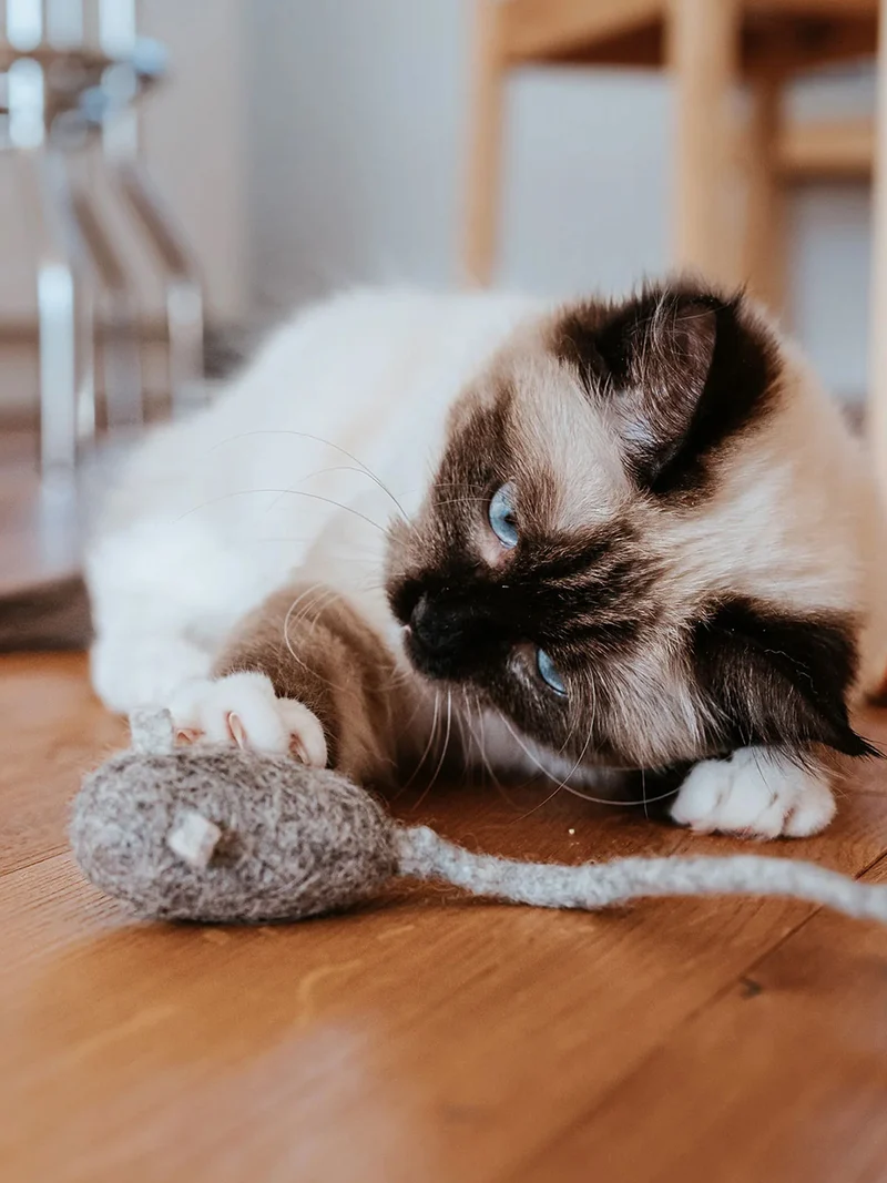 Jouet pour chat en laine - Souris avec ficelle 🐁 - Hunter stylecats