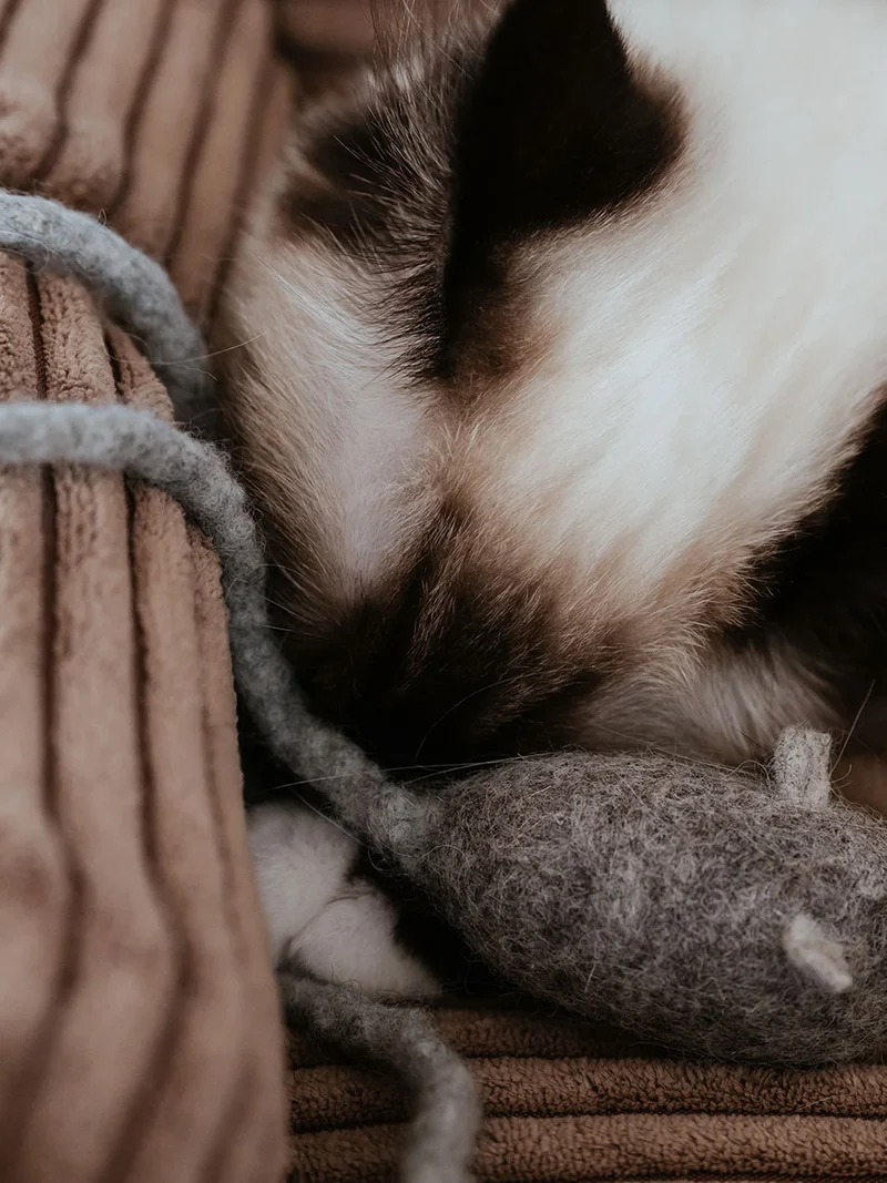 Jouet pour chat en laine - Souris avec ficelle 🐁 - Hunter stylecats