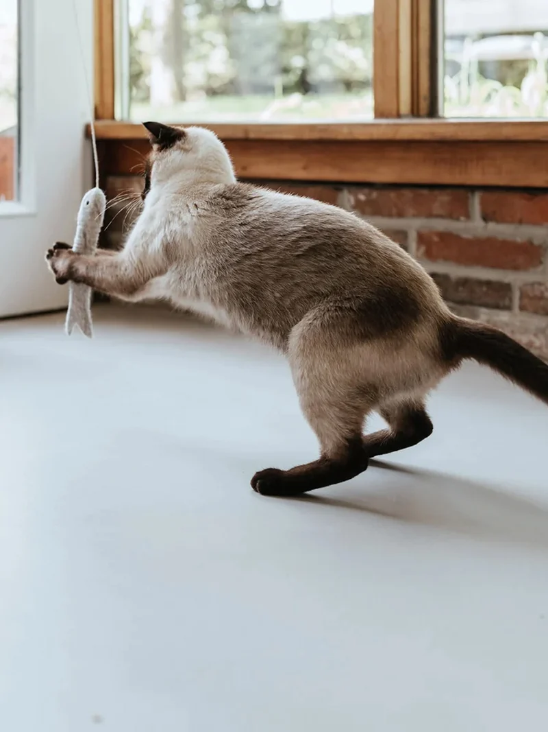 Jouet pour chat en laine - Poisson ficelle gris 🐟 - Hunter stylecats