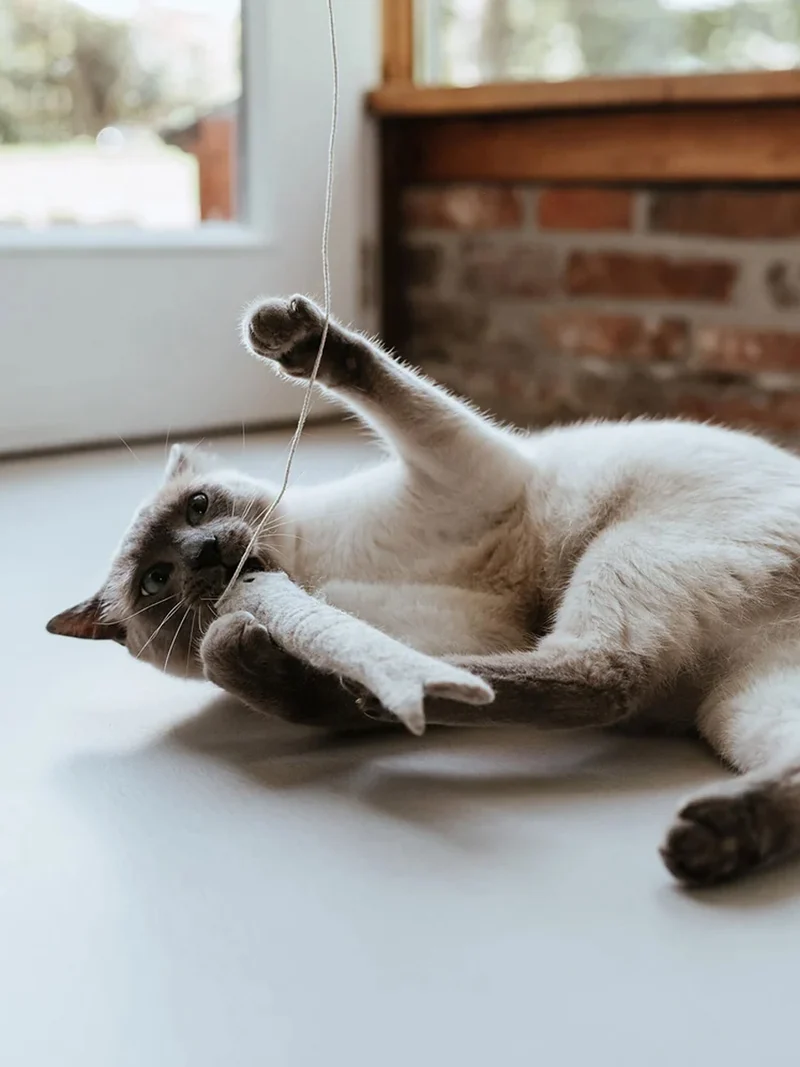 Jouet pour chat en laine - Poisson ficelle gris 🐟 - Hunter stylecats