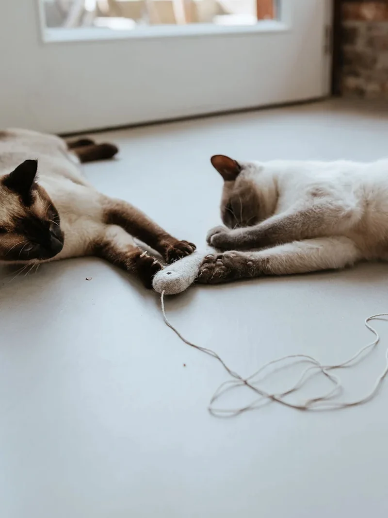 Jouet pour chat en laine - Poisson ficelle gris 🐟 - Hunter stylecats