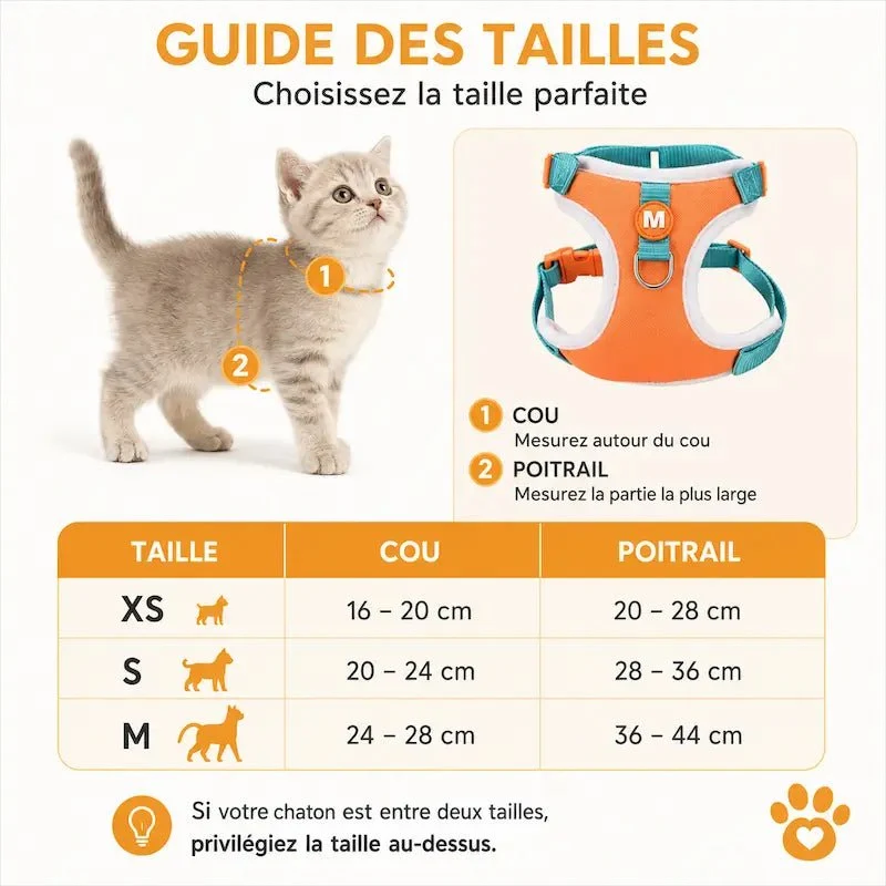 Harnais chaton 3 mois - Apprentissage facile | KittenGo