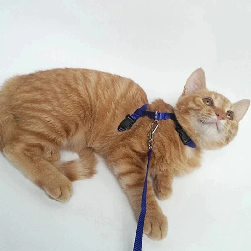 Harnais laisse chaton - Apprentissage sûr | FeliBaby