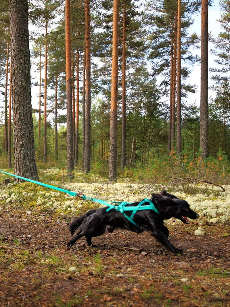 Harnais pour chien - Freemotion 5.0 - Aqua - Non-Stop Dogwear