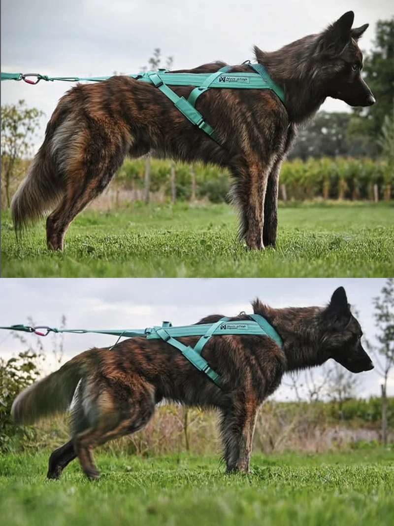 Harnais pour chien - Freemotion 5.0 - Aqua - Non-Stop Dogwear