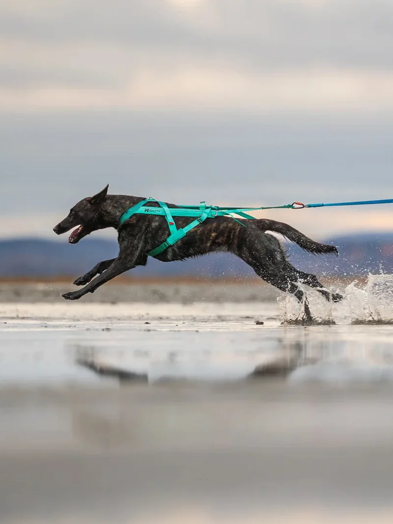 Harnais pour chien - Freemotion 5.0 - Aqua - Non-Stop Dogwear