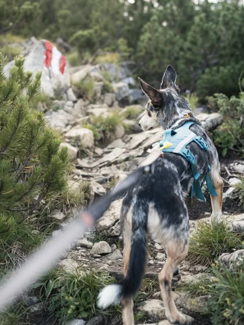 Harnais pour chien anti-fugue - Ramble Harness Long - Non-Stop Dogwear