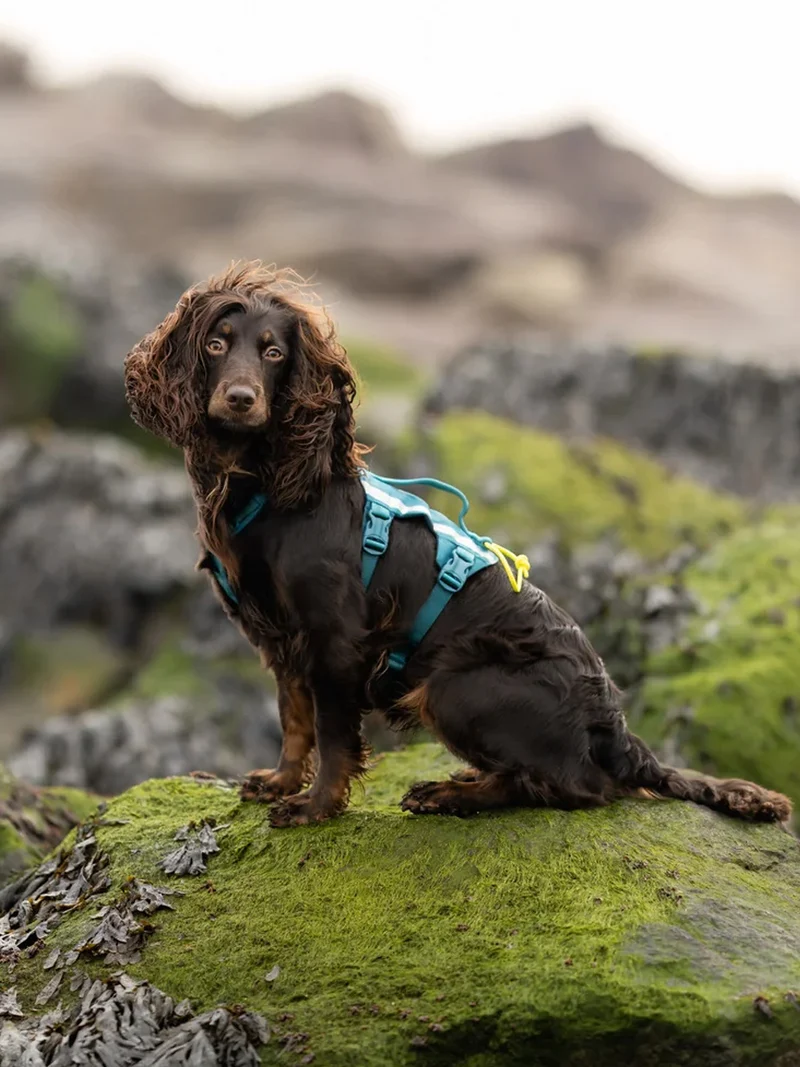 Harnais pour chien anti-fugue - Ramble Harness Long - Non-Stop Dogwear
