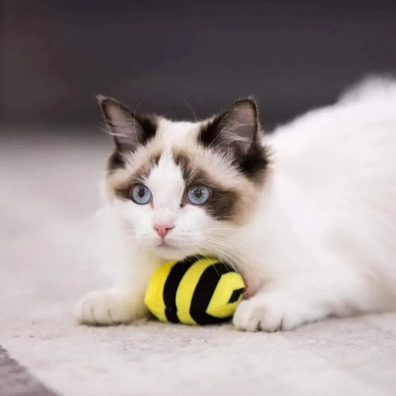 oiseau pour chat | Abeille Volatile