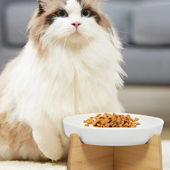 Gamelle anti glouton chat céramique | Anti-vomissement