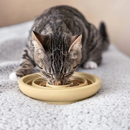 Gamelle Anti-Glouton Chaton | En céramique