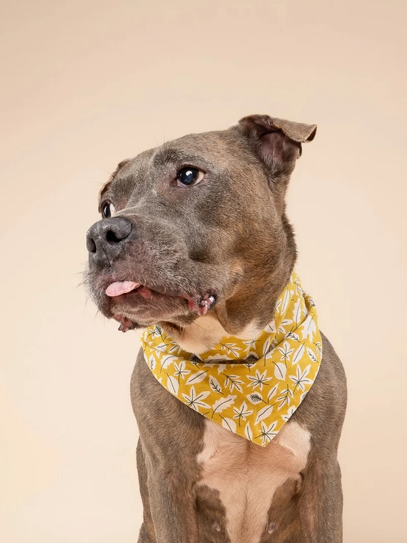 Bandana pour chien - Motif Golden Fall 🍂 - The Paws