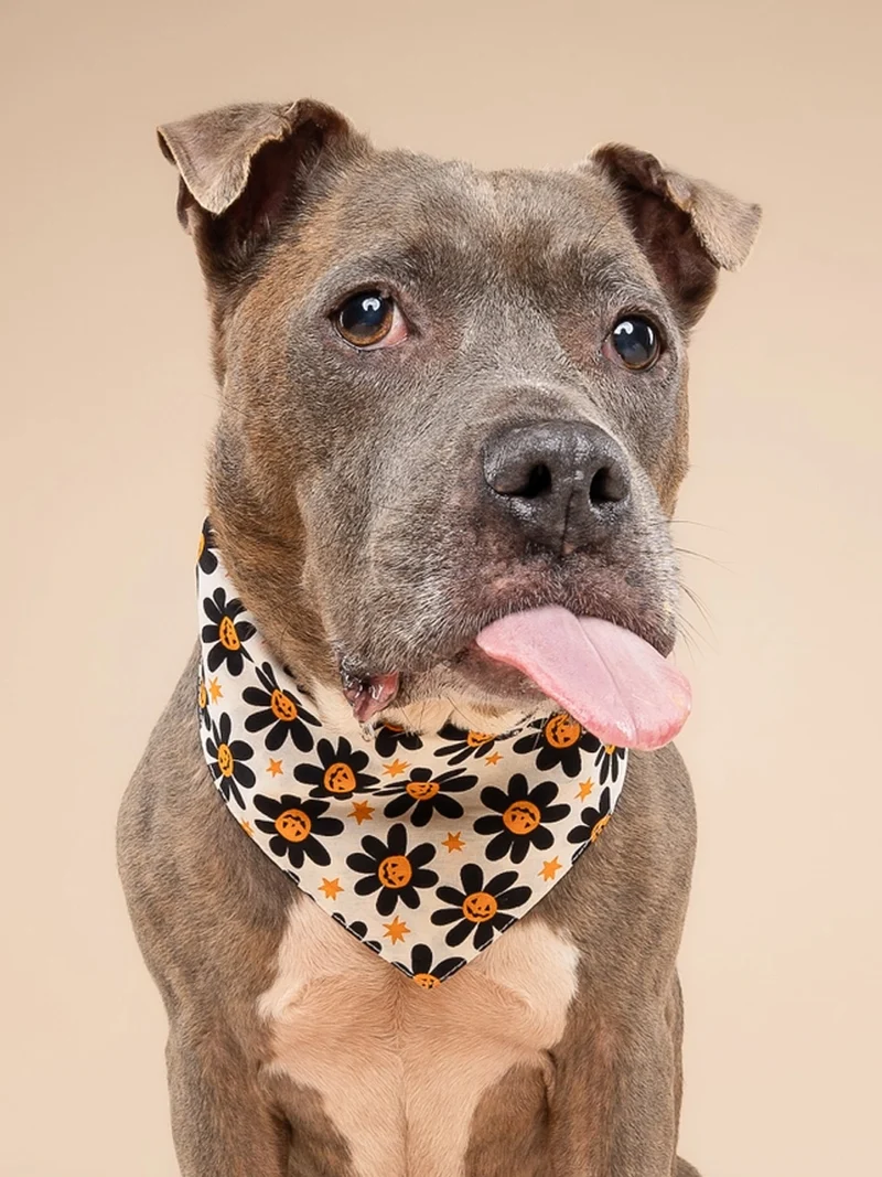 Bandana pour chien - Motif Pumpkin petals 🎃🏵️ - The Paws
