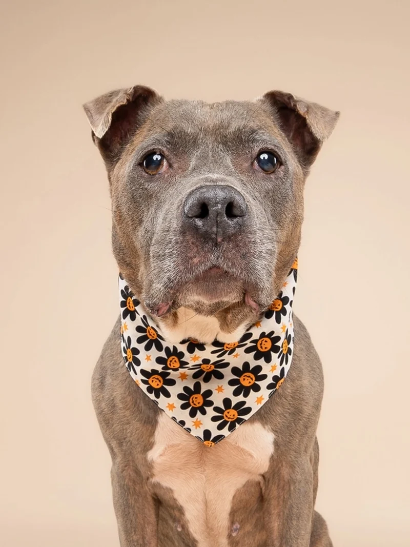 Bandana pour chien - Motif Pumpkin petals 🎃🏵️ - The Paws