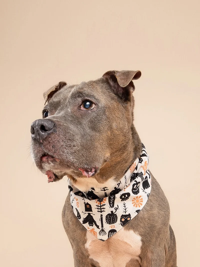 Bandana pour chien - Motif Halloween 👻💀 - The Paws