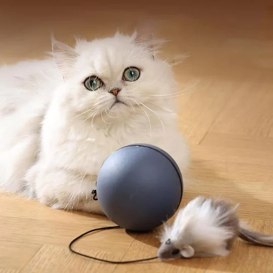 jouet chat | La Balle Enchantée