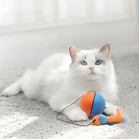 jouet chat | La Balle Enchantée