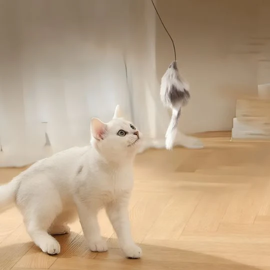 jouet chat | La Balle Enchantée