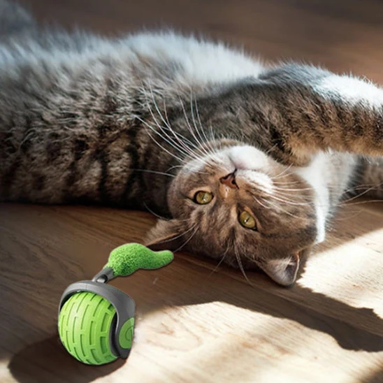 jouet chat | La Boule Magique