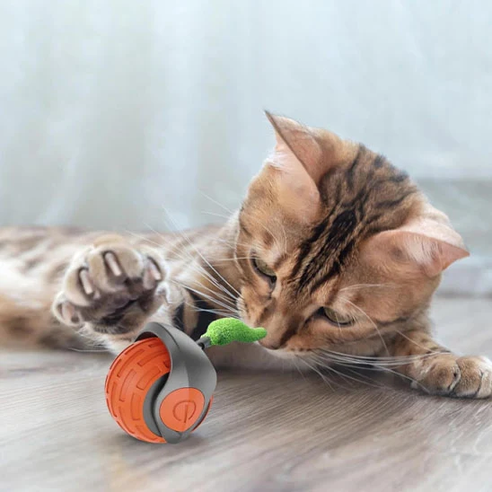 jouet chat | La Boule Magique