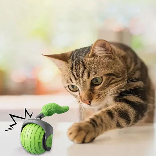 jouet chat | La Boule Magique