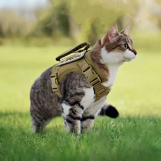Harnais pour chat | ExploSécure