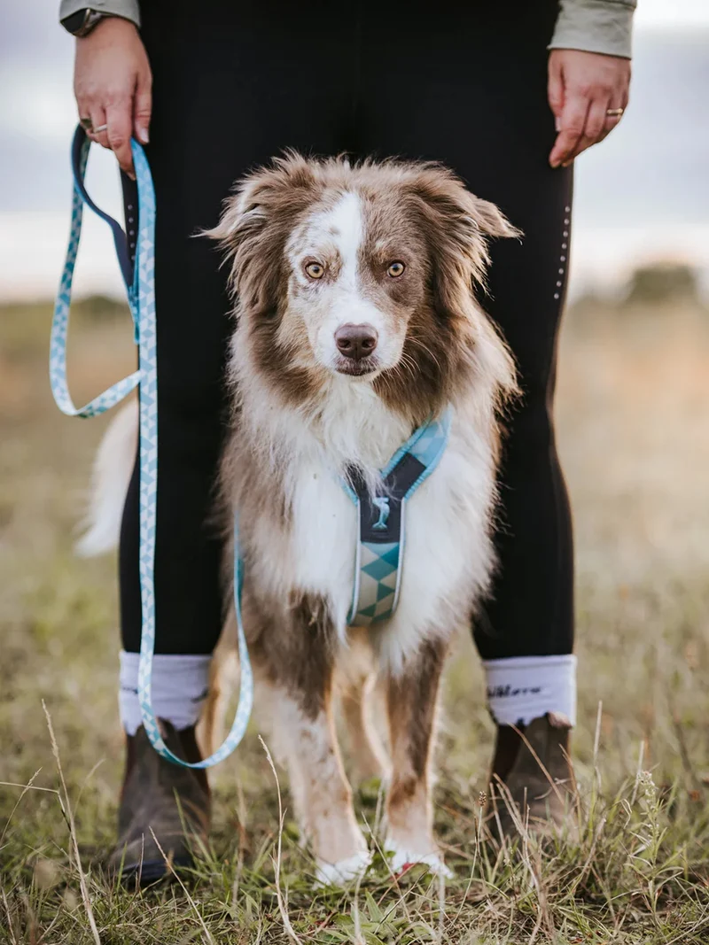 Harnais pour chien - Trekking Line Harness CLIP'N - Ice Blue