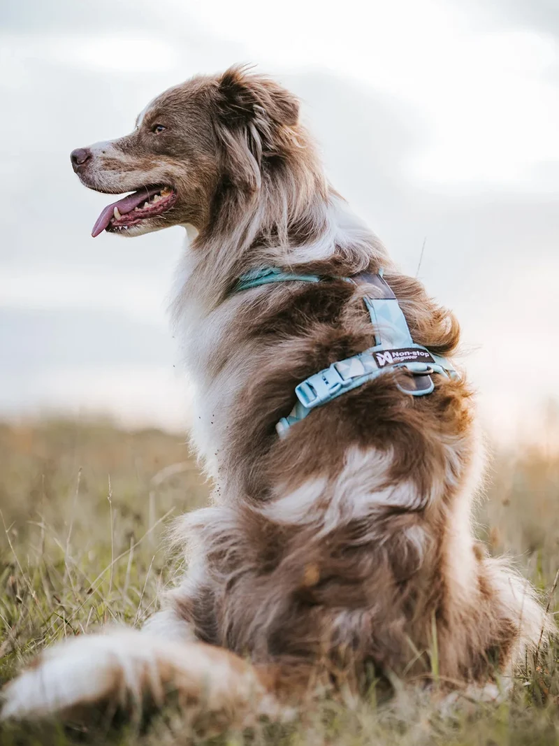 Harnais pour chien - Trekking Line Harness CLIP'N - Ice Blue
