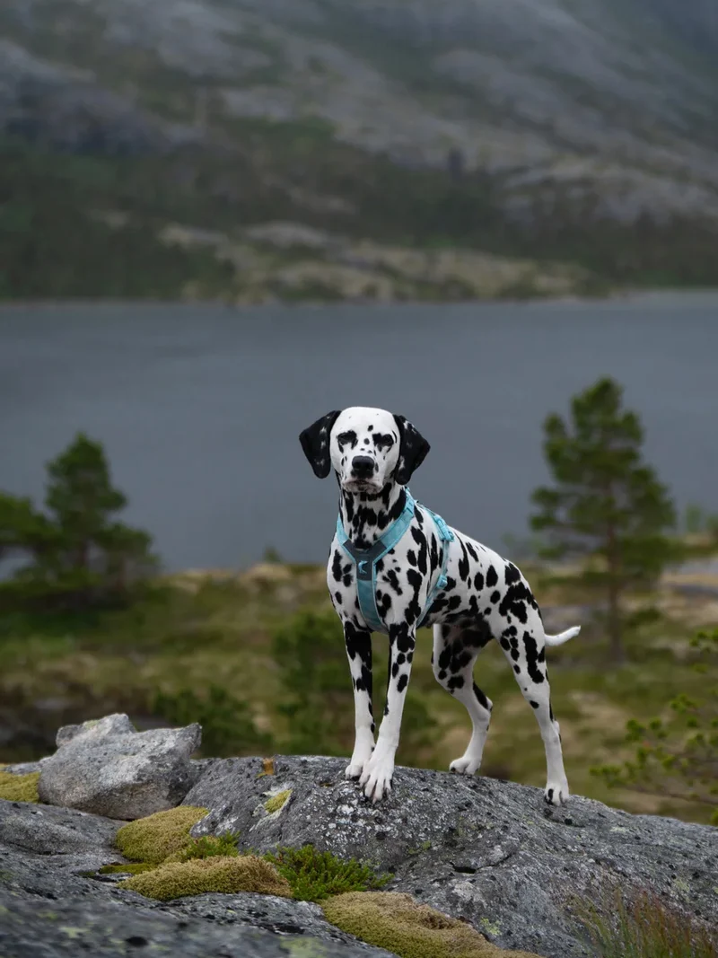 Harnais pour chien - Trekking Line Harness CLIP'N - Ice Blue