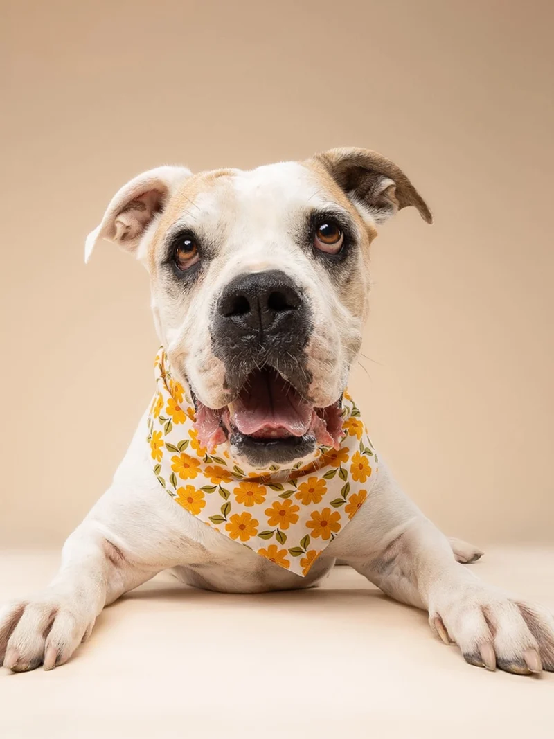 Bandana pour chien - Motif Marigold 🏵️ - The Paws