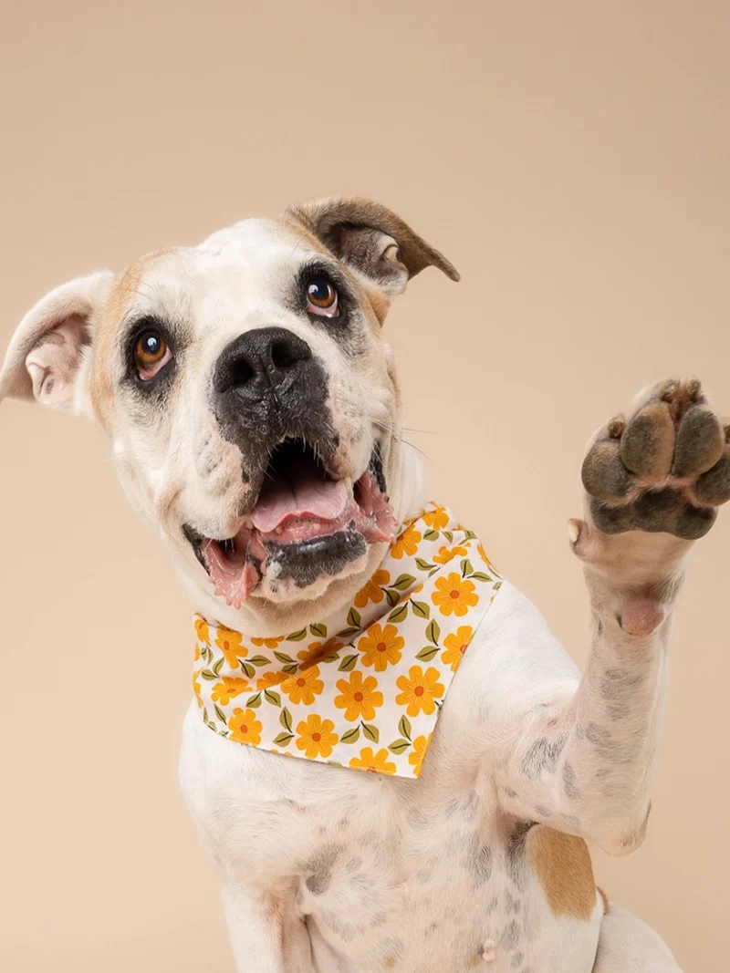 Bandana pour chien - Motif Marigold 🏵️ - The Paws