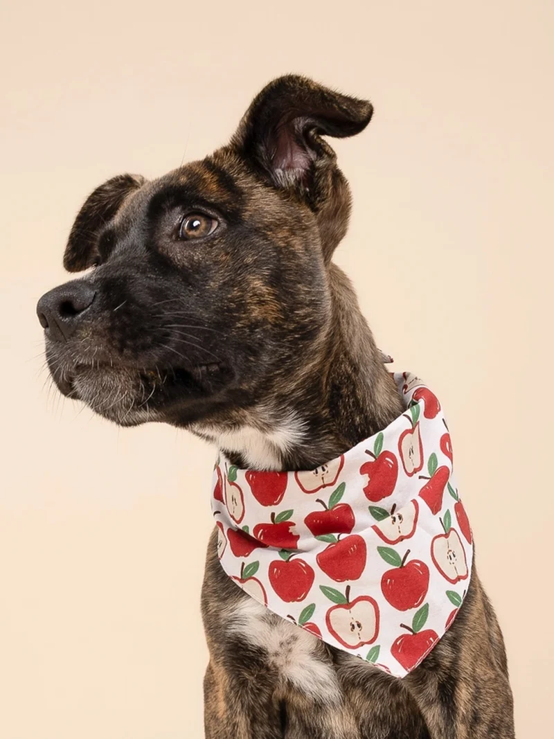 Bandana pour chien - Motif Orchard 🍎 - The Paws
