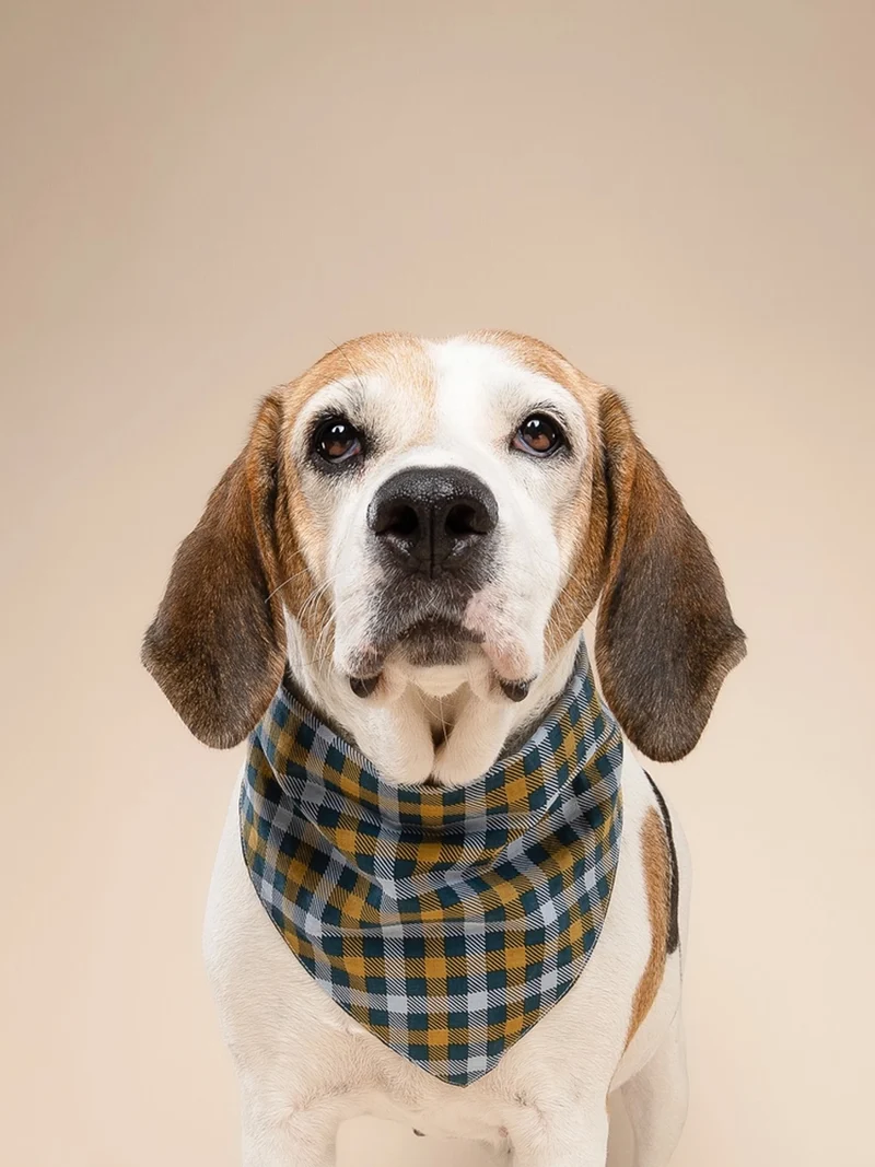 Bandana pour chien - Motif Maple 🍁 - The Paws