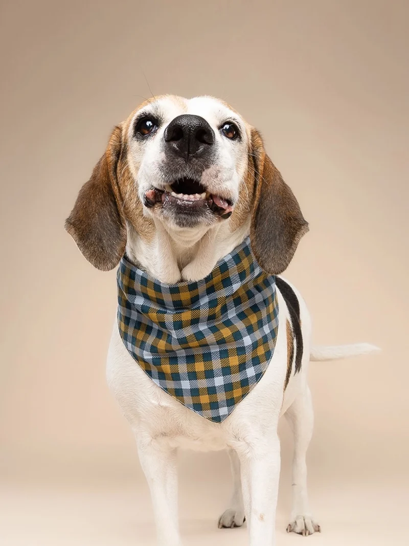 Bandana pour chien - Motif Maple 🍁 - The Paws