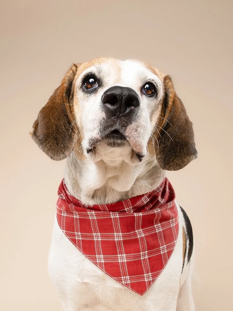 Bandana pour chien - Motif Cider ♦️ - The Paws