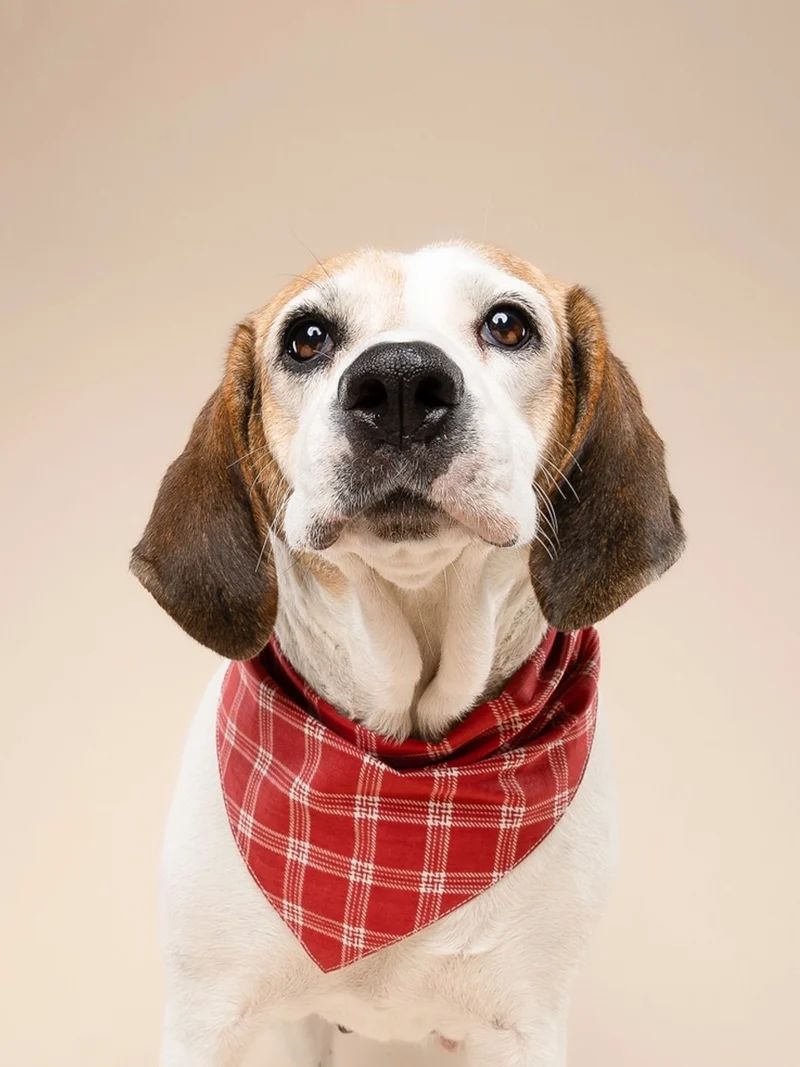 Bandana pour chien - Motif Cider ♦️ - The Paws