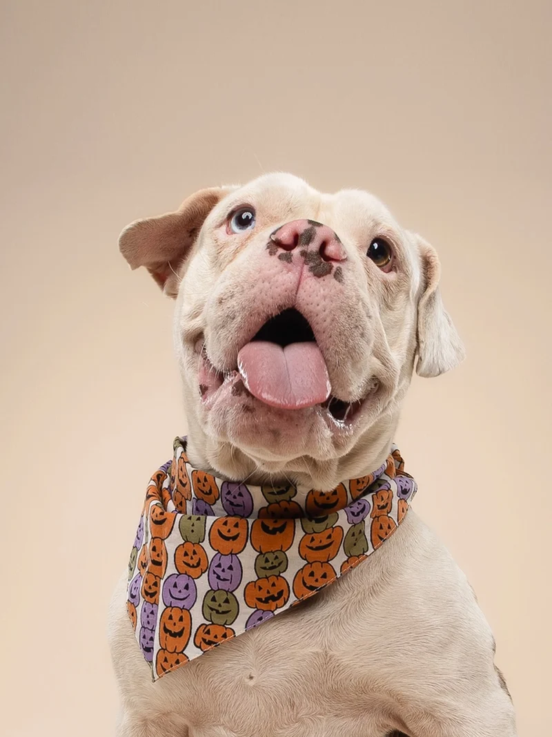 Bandana pour chien - Motif Pumpkin patch 🎃 - The Paws