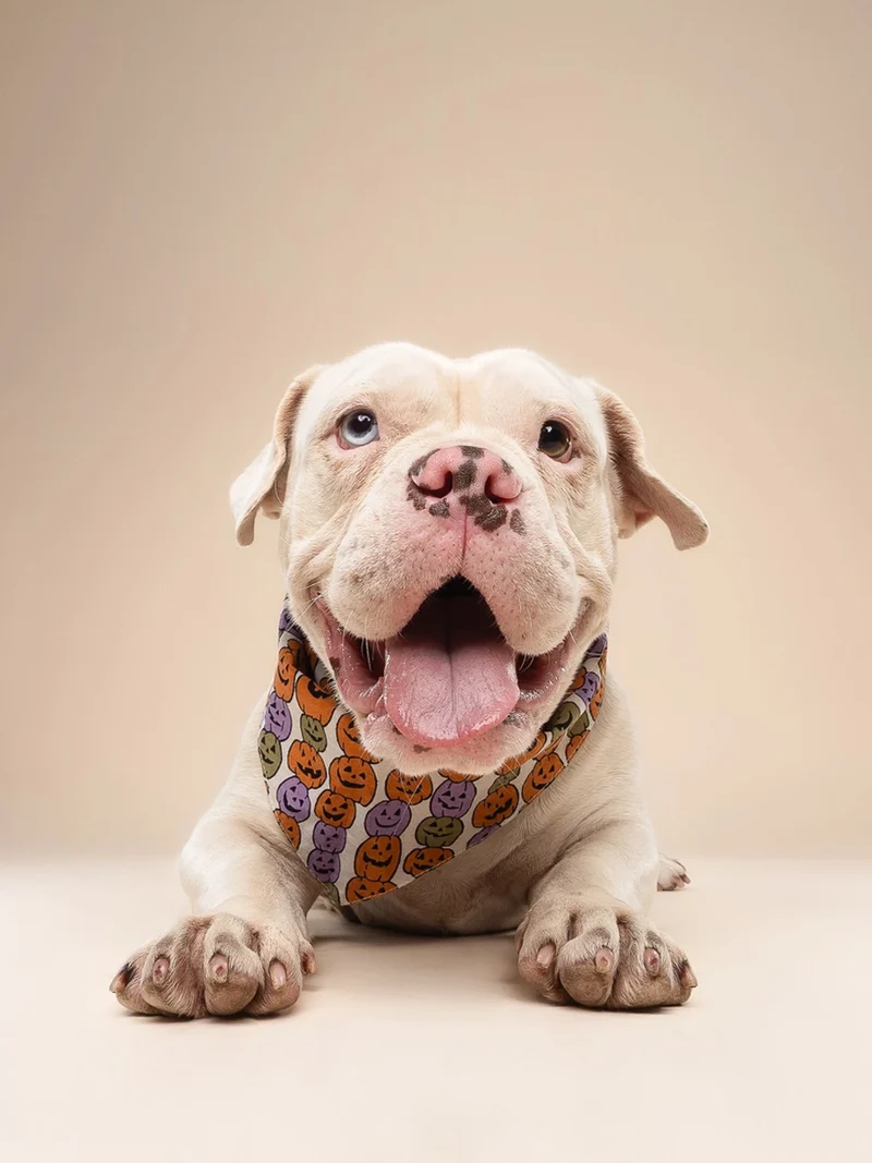Bandana pour chien - Motif Pumpkin patch 🎃 - The Paws