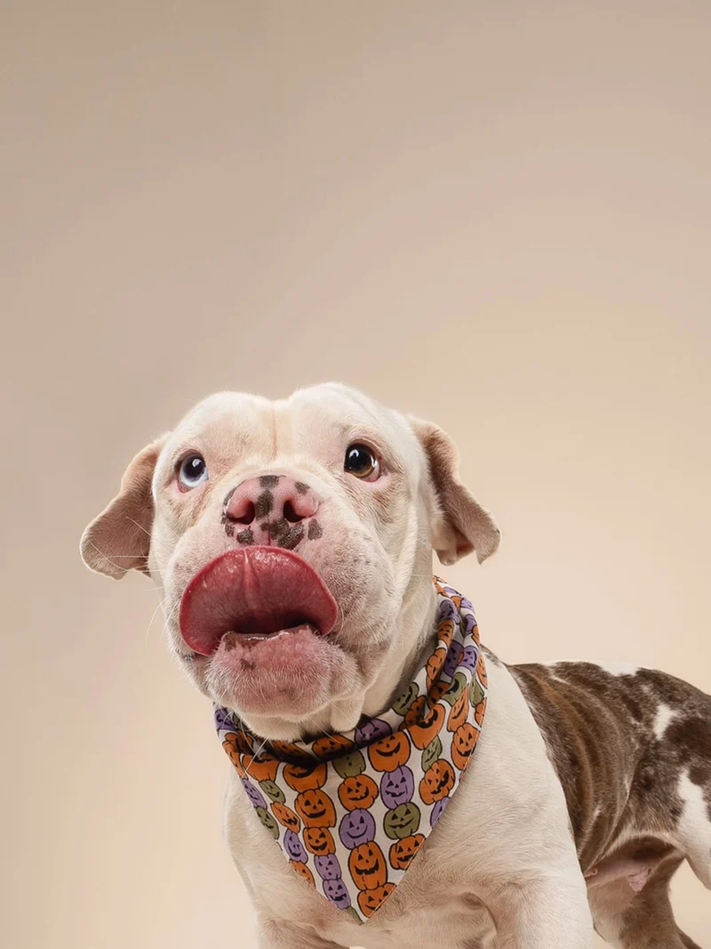Bandana pour chien - Motif Pumpkin patch 🎃 - The Paws