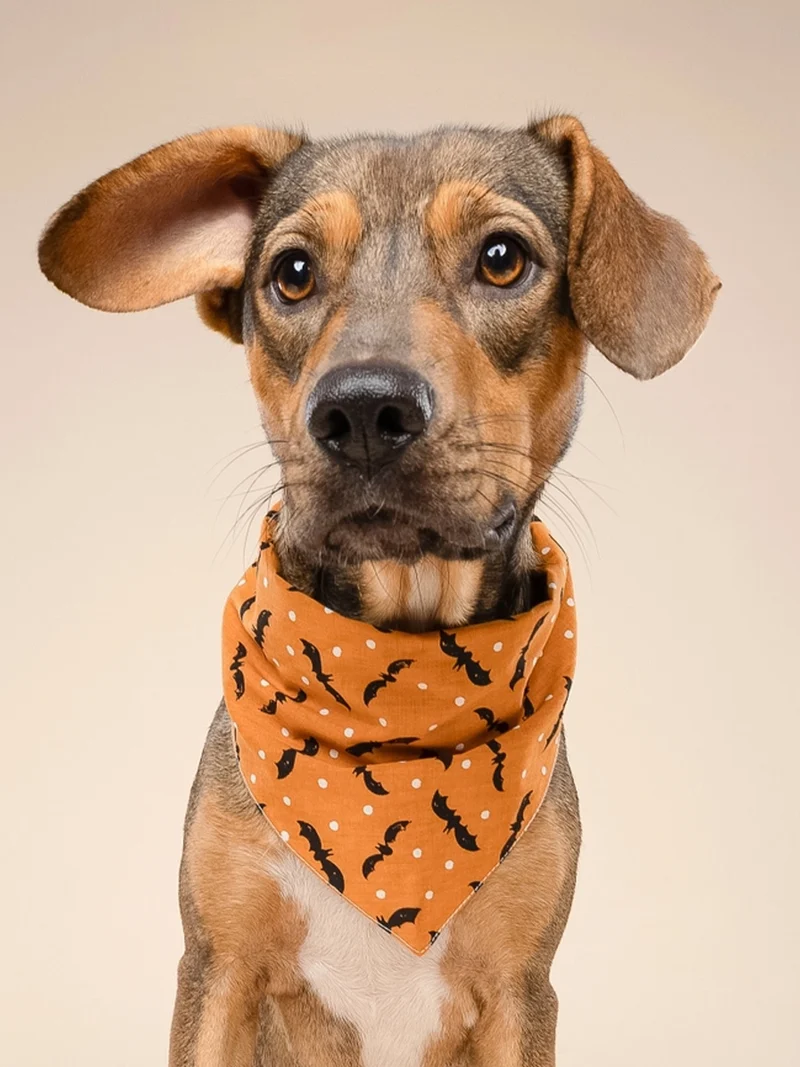 Bandana pour chien - Motif Batty 🦇 - The Paws