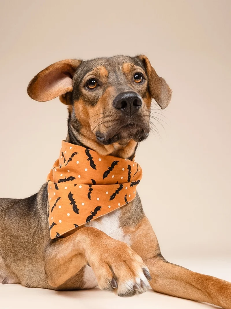 Bandana pour chien - Motif Batty 🦇 - The Paws