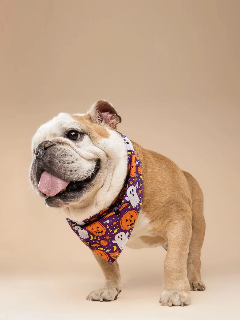 Bandana pour chien - Motif Boo crew 👻 - The Paws