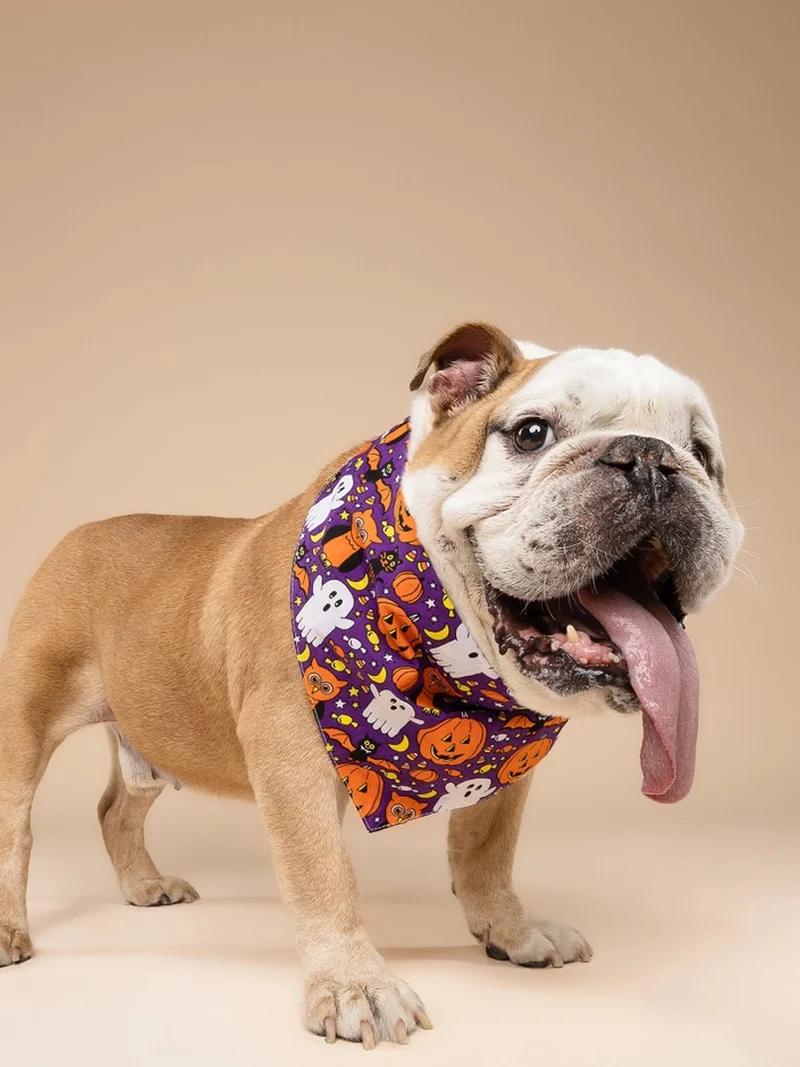 Bandana pour chien - Motif Boo crew 👻 - The Paws