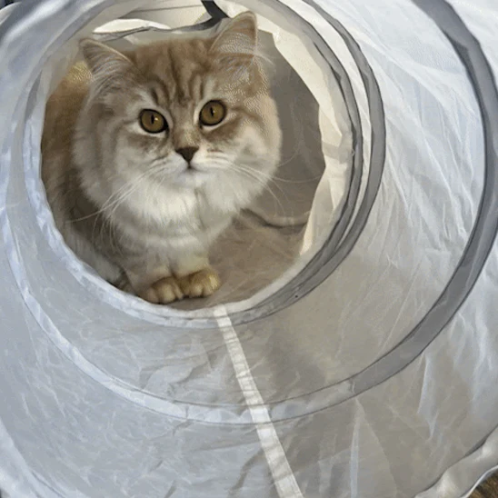 Tunnel jouet pour chat - Interactif