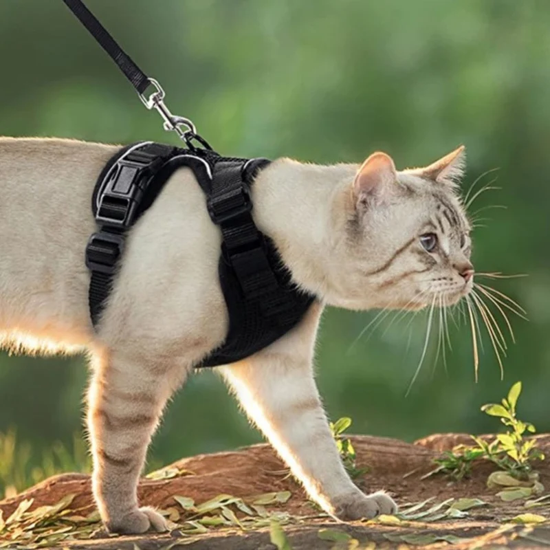 harnais chat - SecureCat™