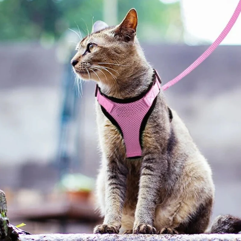 harnais chat - SecureCat™