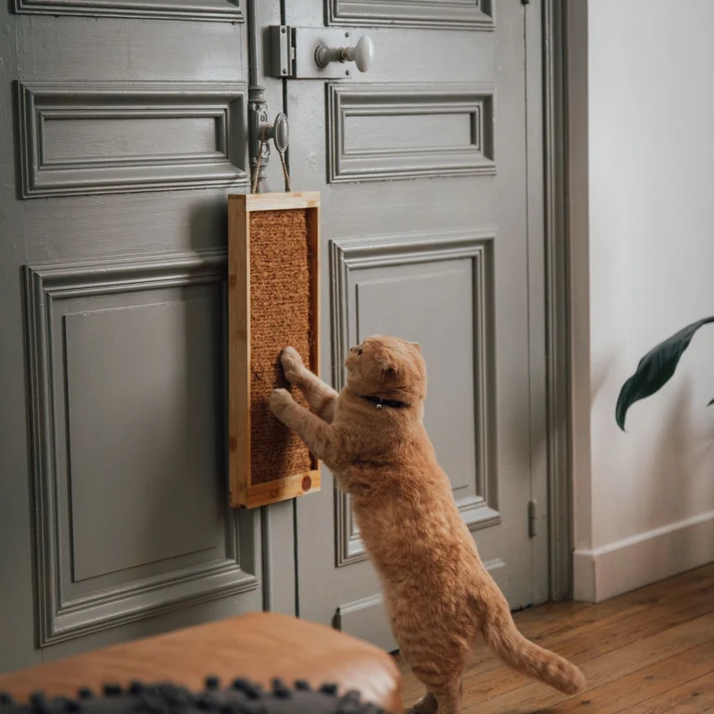 Griffoir coco chat - rechargeable - bambou naturel